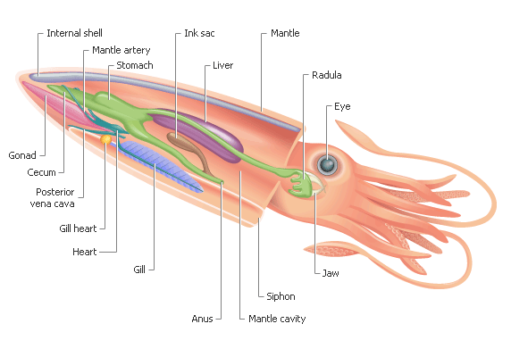 Biology - Giant squids